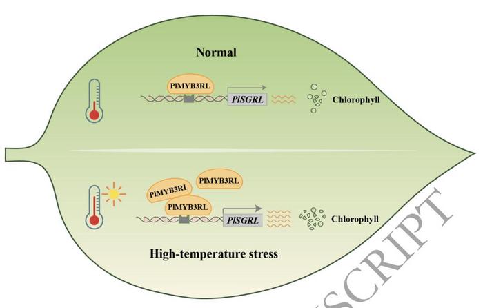 Schematic diagram of BpERF1A regulating the drought resistance mechanism of brich.
