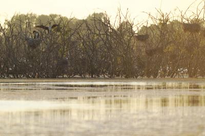 Cormorant (2 of 2)
