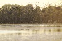 Cormorant (2 of 2)