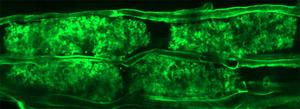 arbuscular mycorrhizal structures within the root cortex cells of Lotus japonicus.