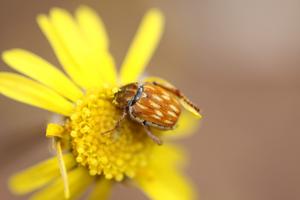 South Africa's Fynbos and Succulent Karoo Biomes are hotspots of monkey beetle diversity.