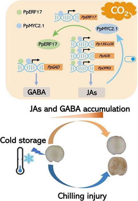 A proposed model for the role of PpERF17 and PpMYC2.1 in JA- and GABA-mediated alleviation of postharvest CI under eCO2 in peach fruit.