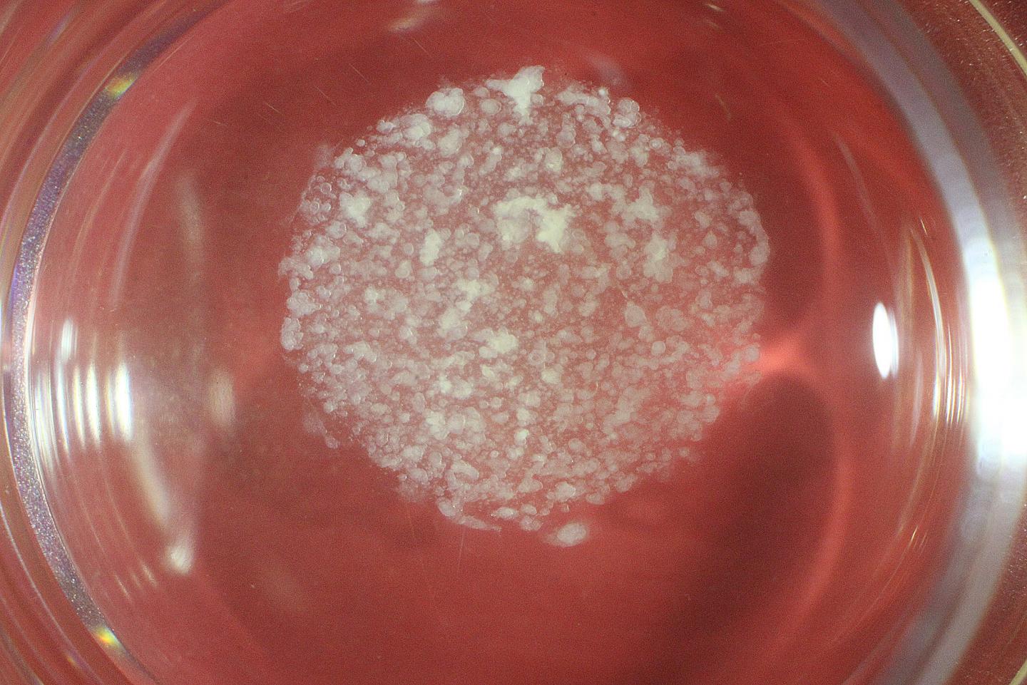 Driving Organoid Generation