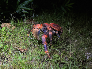 A giant coconut crab scuttles around Palmyra by night