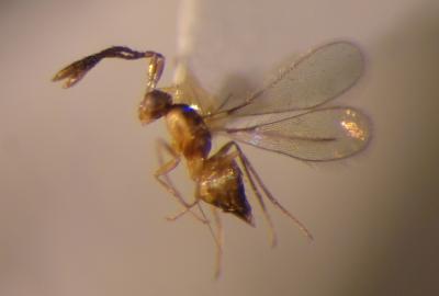 <i>Gonatocerus ucri</i>