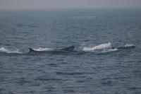 Bryde's Whales