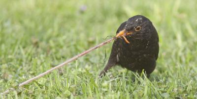 City Blackbird Snacks