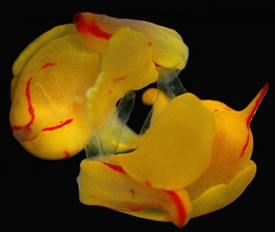 Reciprocal Copulation of <i>Siphopteron quadrispinosum</i>