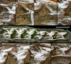 Holotype of Silutitan sinensis gen. et sp. nov.