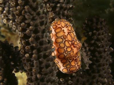 Clarity on the Mollusk Family Tree