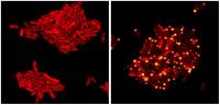 Viral Assassin VP882 Targeting E. coli