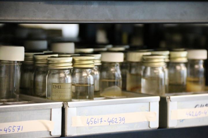 The culture collection at CABI where the microbiomes of the UK's major crops will be held and curated