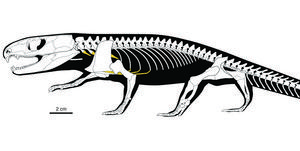 Captorhinus aguti