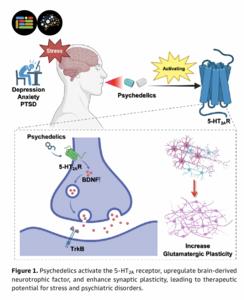 Psychedelics activate the 5-HT2A receptor, upregulate brain-derived neurotrophic factor, and enhance synaptic plasticity
