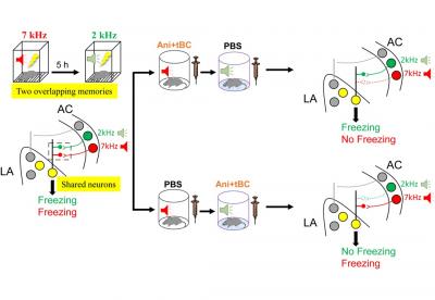 Figure 2: Synapse-Specific Memory Erasure