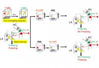 Figure 2: Synapse-Specific Memory Erasure