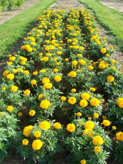 Alternatives to Pine Bark and Peatmoss Identified for Commercial and Home Gardens