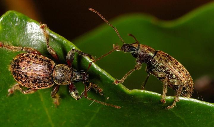 <I>Laparocerus lamellipes</I>