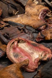 Two pangolin carcasses alongside other animals bound for wild meat markets.