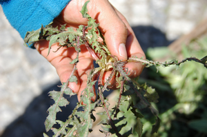Foraging for wild edible plants