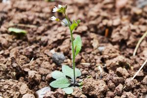 Arabidopsis thaliana