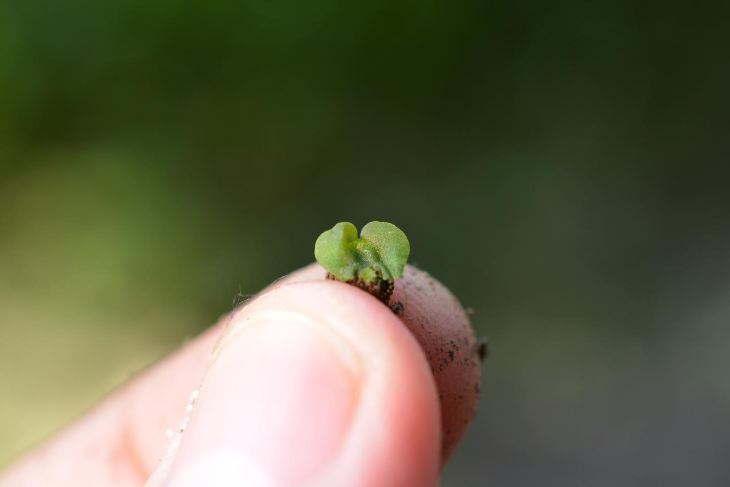 Spore of Confusion