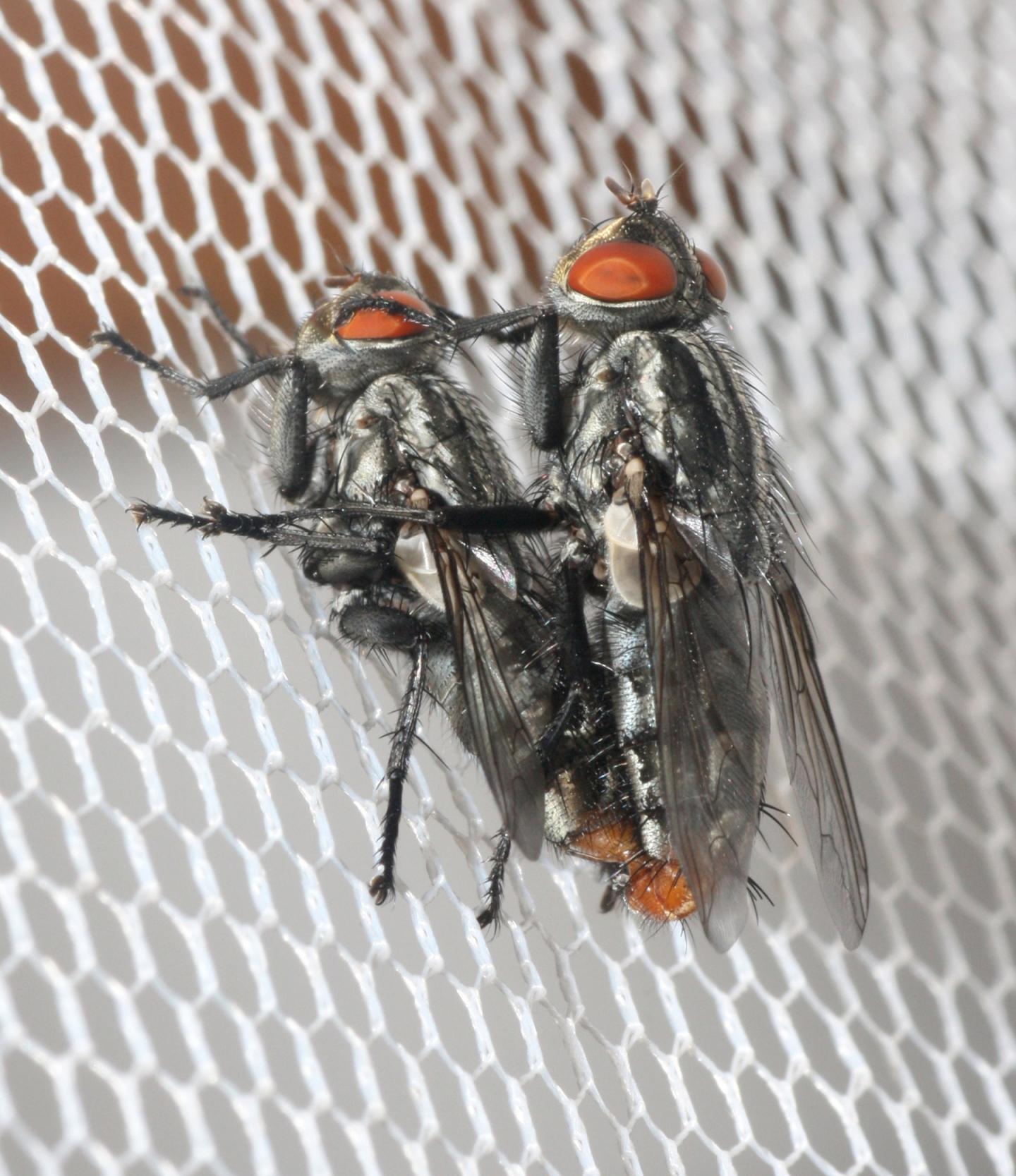 Sarcophagids Mating