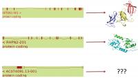The Gene ACOX074091.13 
