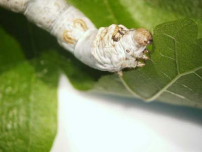 Silkworm