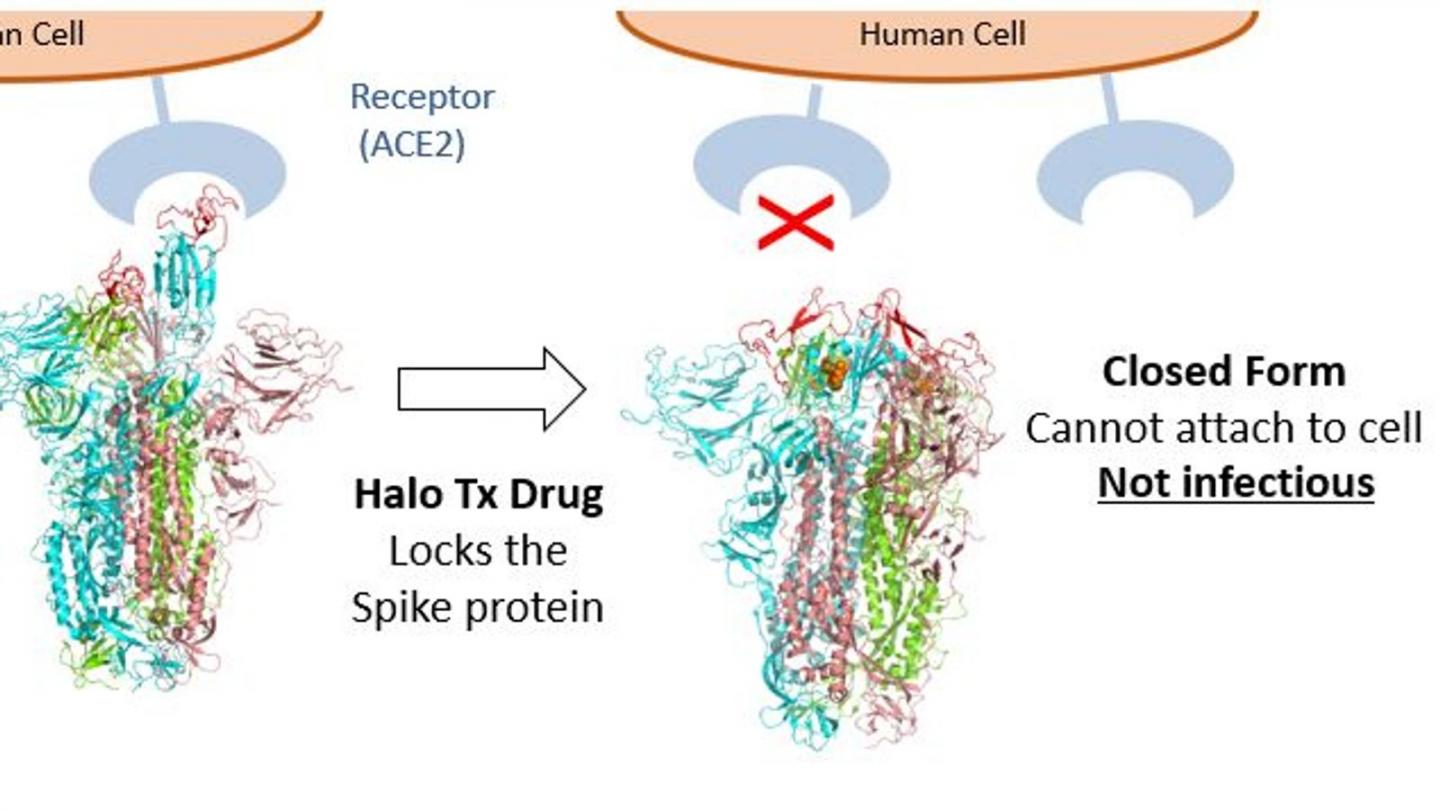 Halo Therapeutics Ltd