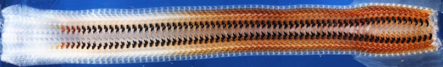 Cryptochiton stelleri