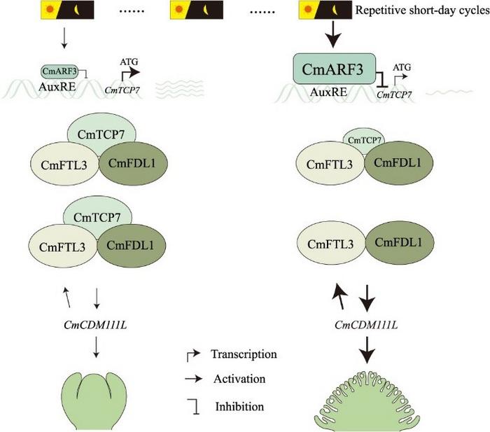 A working model of the SmWRKY32-SmbHLH65/SmbHLH85 regulation of tanshinone biosynthesis.