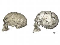 Braincase Changes within Our Species