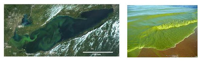 Lake Erie Algal Bloom