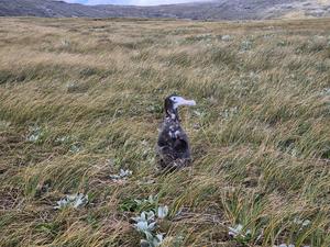Albatross chick with satellite tracking device on back-2