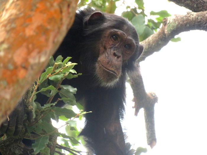 Chimpanzees in Gombe National Park, Tanzania