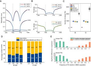 Exploration of impact of DNA methylation, TE distribution, and parental legacy on the expression patterns of homoeologous genes in Oryza minuta