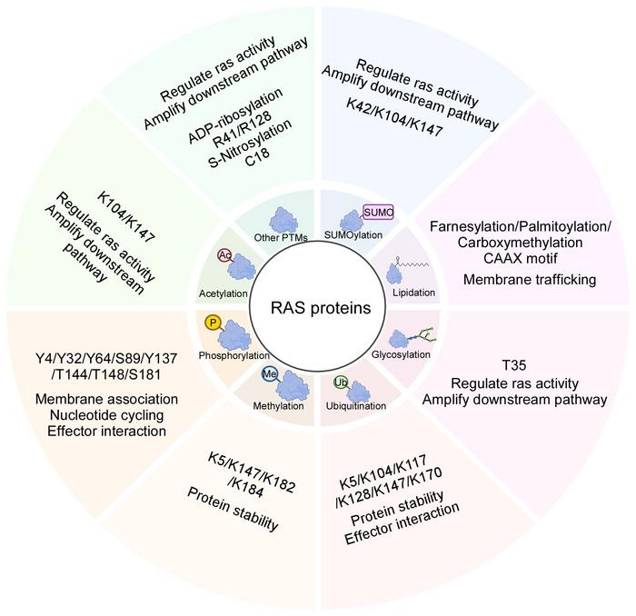 Overview of post-translational modifications (PTMs) regulating RAS proteins.