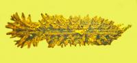 Bark beetle top view