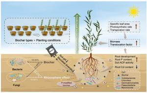 Biochar enhanced phytoremediation efficiency of Salix for soil cadmium: the differentiated responses of bacteria and fungi to biochar and rhizosphere effects