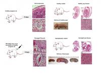 Visual Abstract Summarizing the Main Findings of the Paper