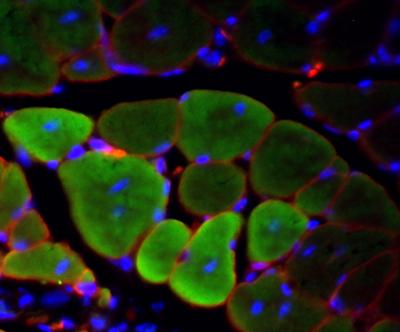 Cells in Vivo