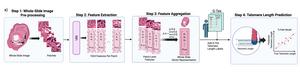 TLPath schematic