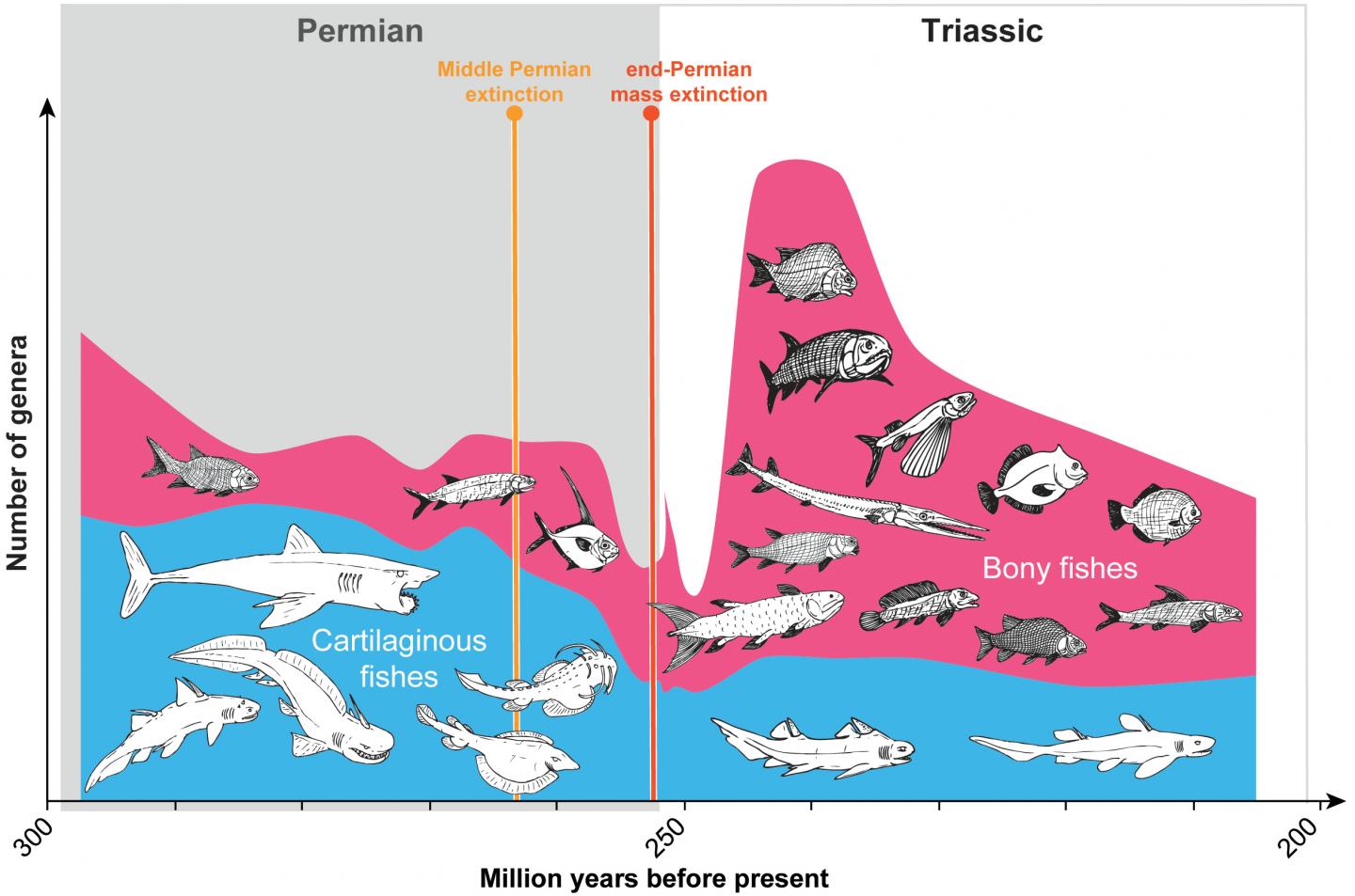 Cartilaginous Fishes