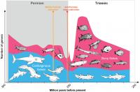 Cartilaginous Fishes