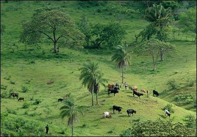 Deforestation