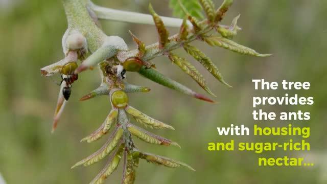 Even Small Changes within An Ecosystem Can Have Detrimental Effects