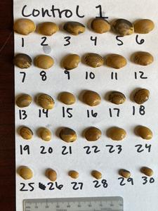 Pacific littleneck clam experiment