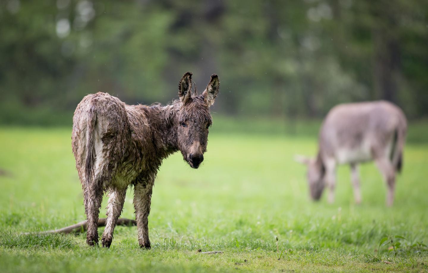 A Better Understanding of the Donkey Genome (3 of 5)