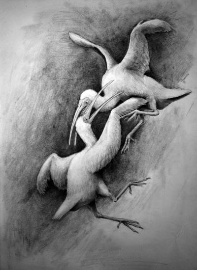 <I>Xenicibis</I>